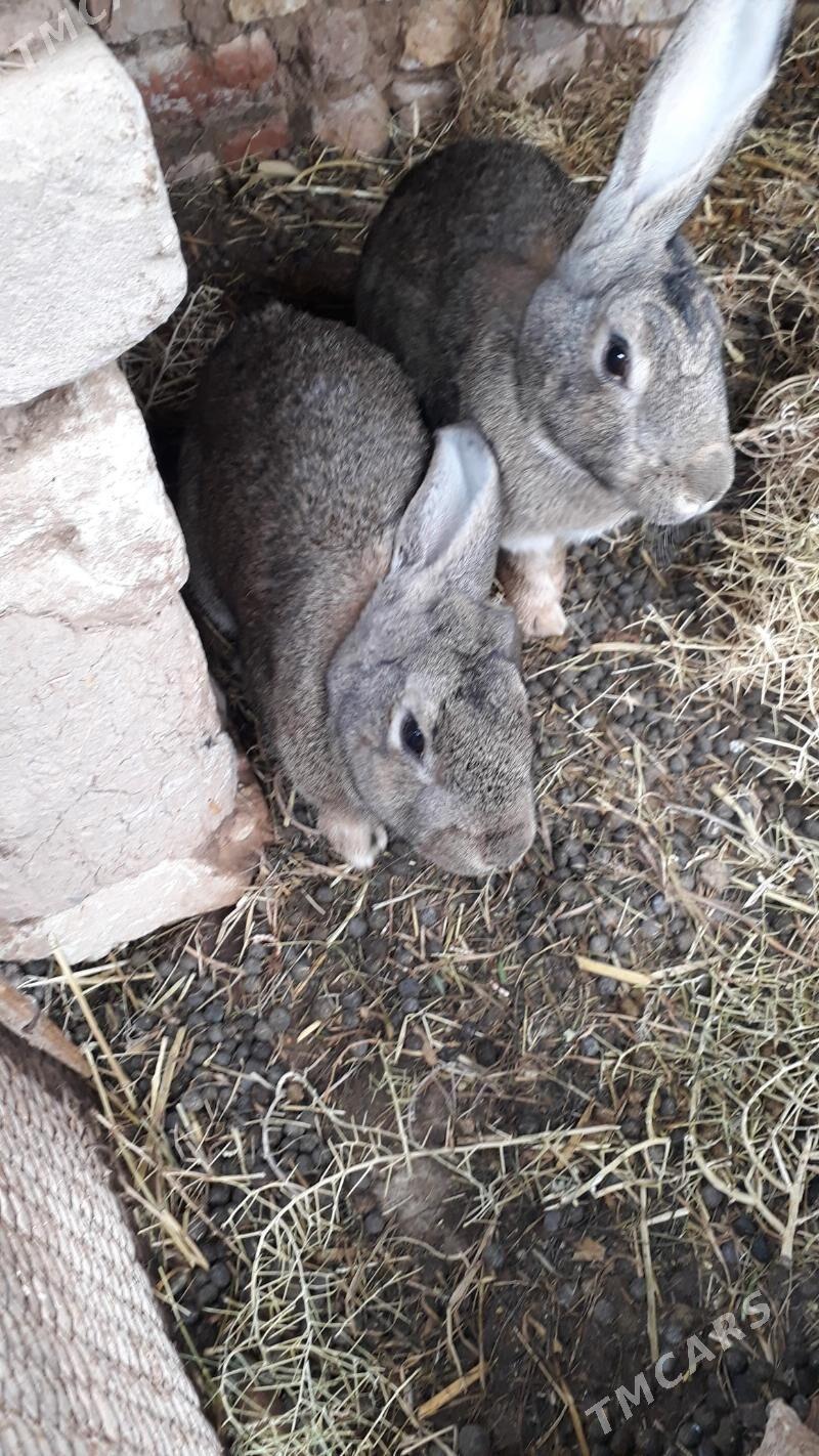 welkan togsan - Tejen - img 1