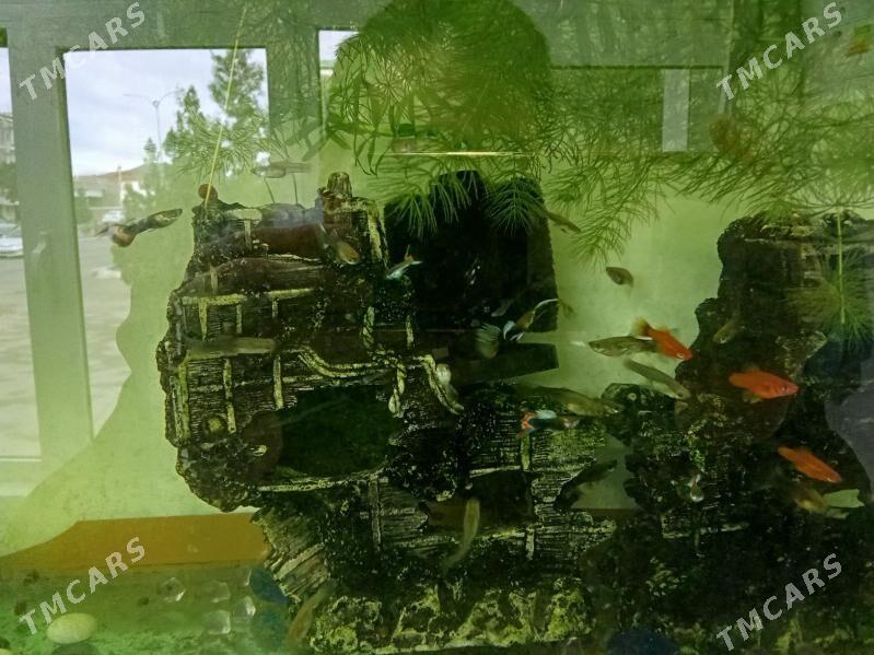 Balyk Рыба - Türkmenbaşy - img 1