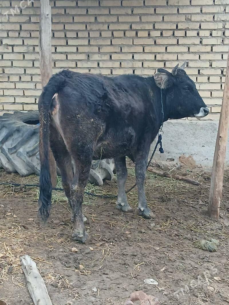 TUWE yeri MÄNE - Теджен - img 1