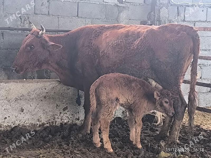 goleli sygyr - Çoganly - img 1