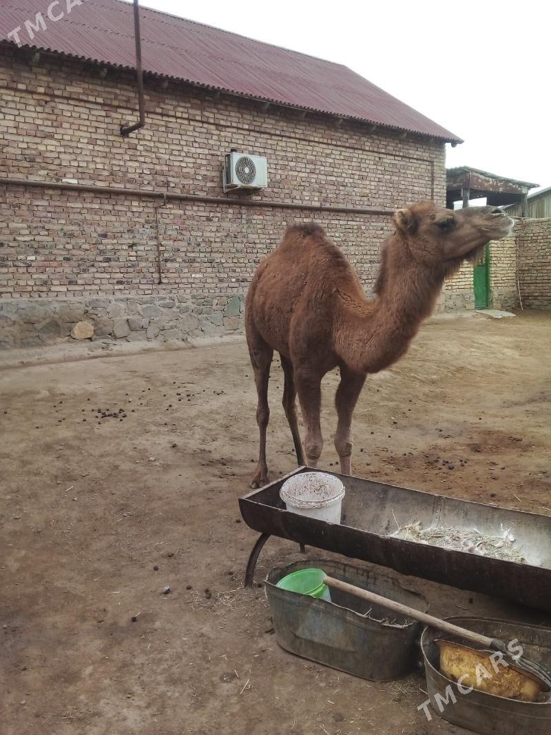 Düýe - Bereket - img 1