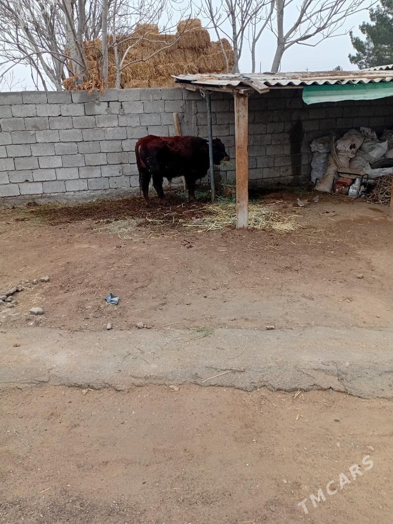 okuz - Ак-Бугдайский этрап - img 1