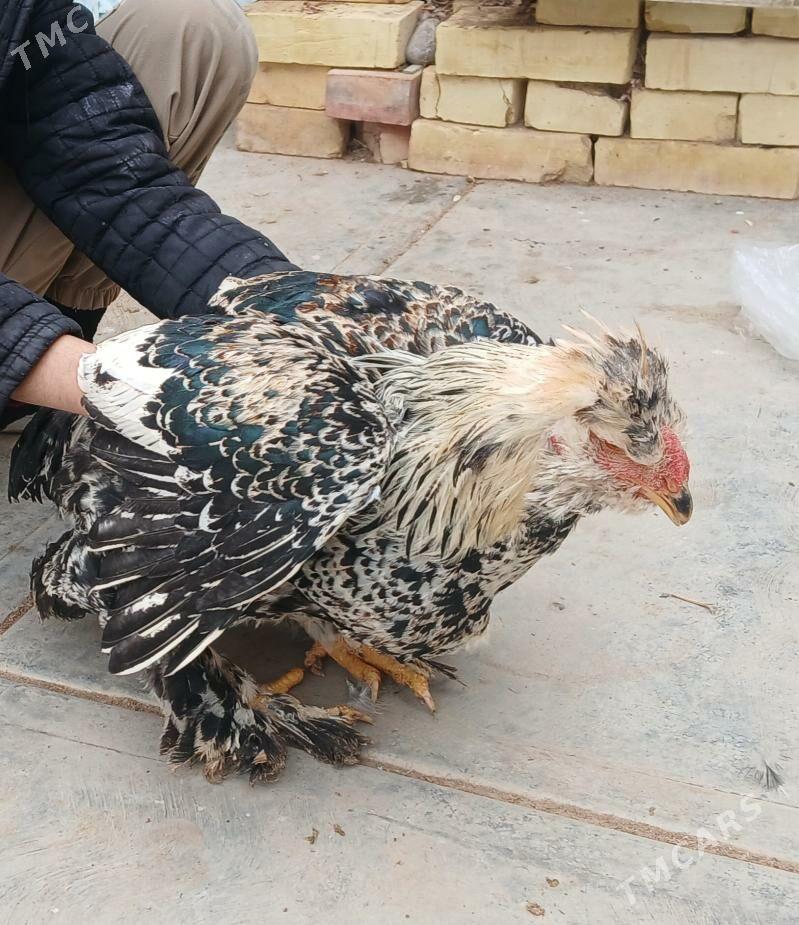 Elin Seredilen Horaz balakly - Baýramaly - img 1