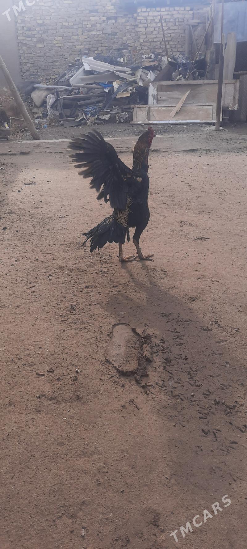 байсовы хоаз - Çärjew - img 1