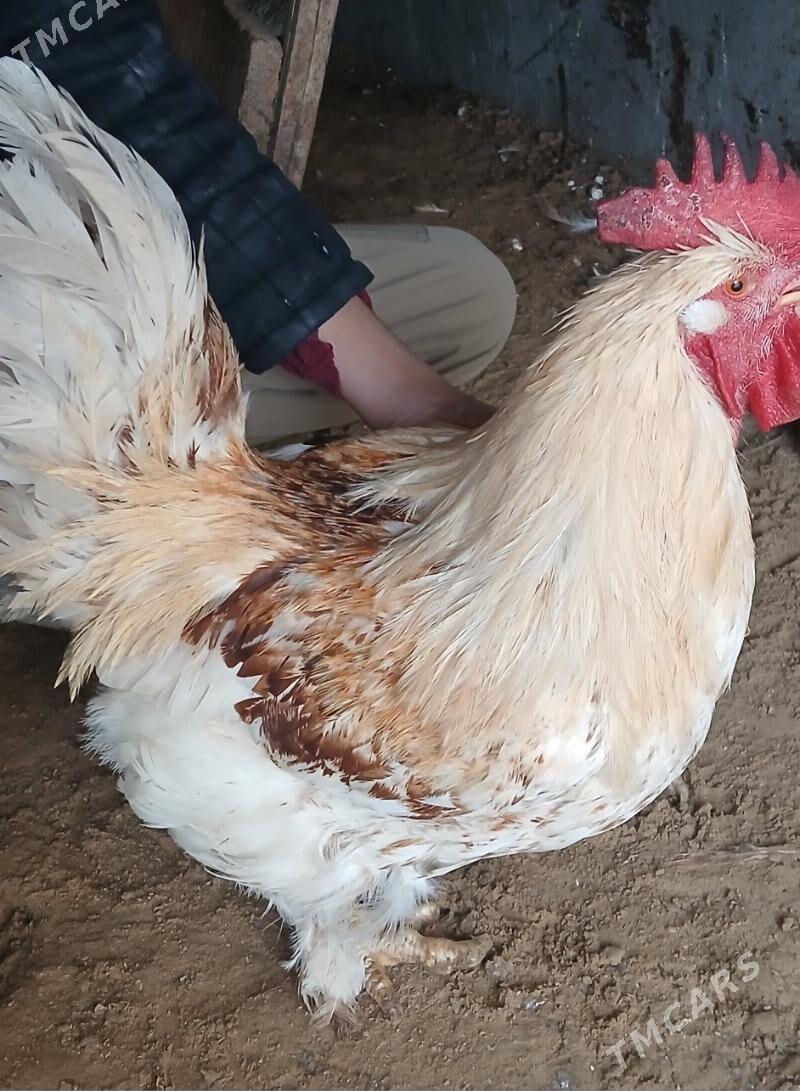 Uly Horaz Balakly - Байрамали - img 1