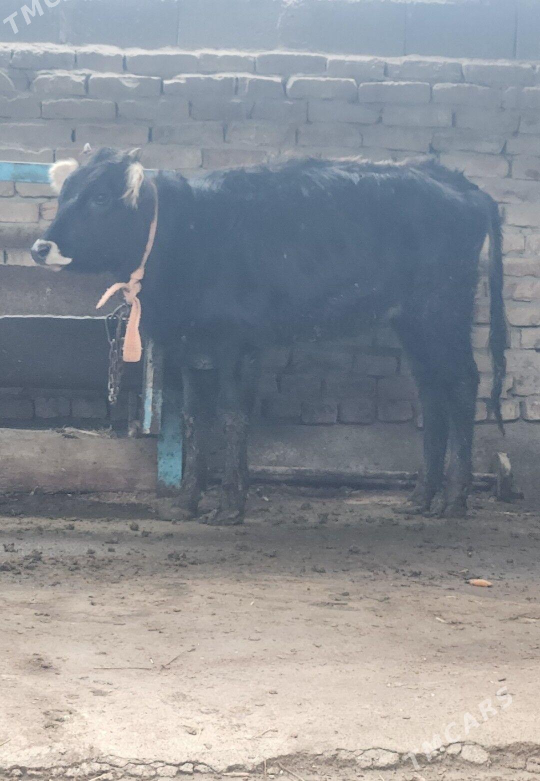 Tuweler - Бахарден - img 1