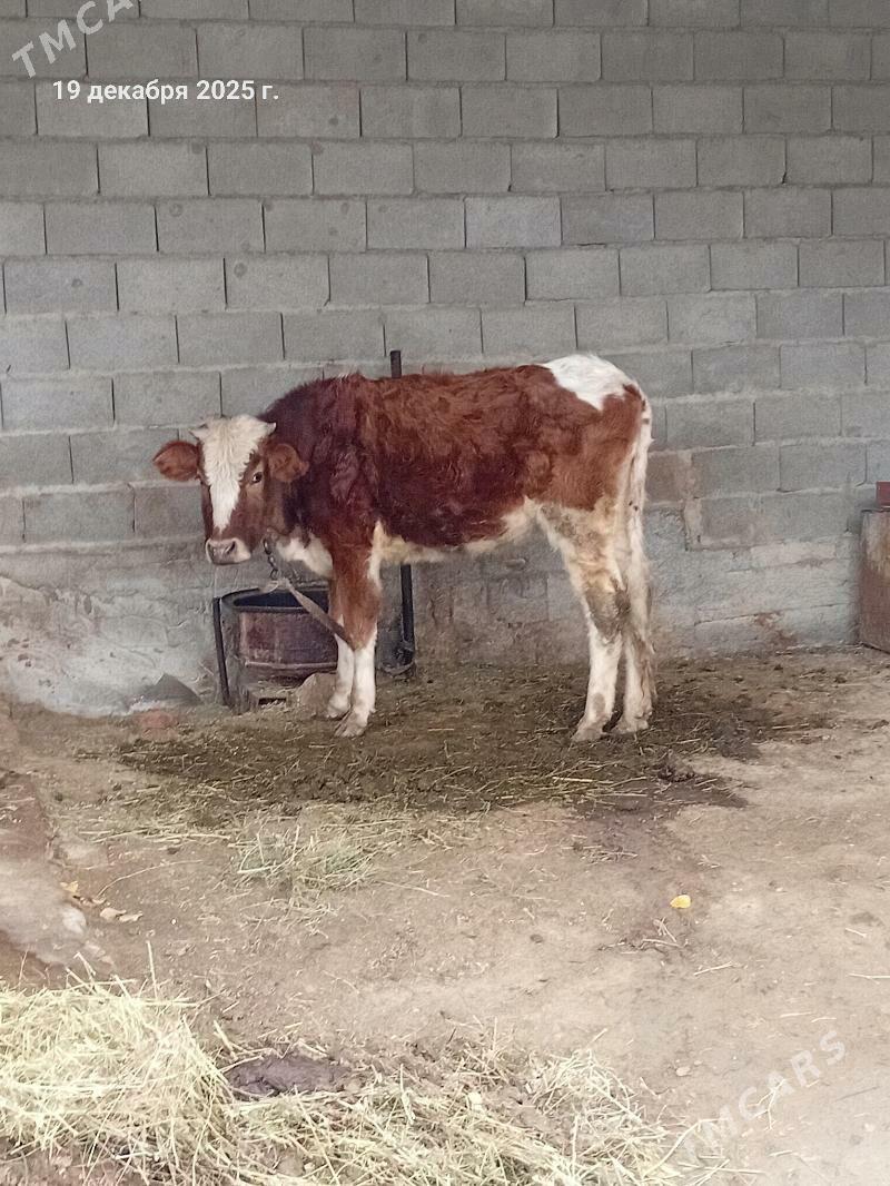 tuwe - Бахарден - img 1