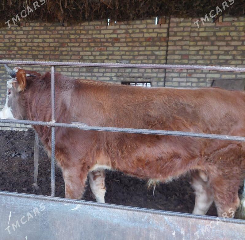 окуз - Туркменабат - img 1