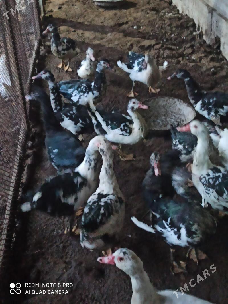 erkek muskus - Туркменабат - img 1