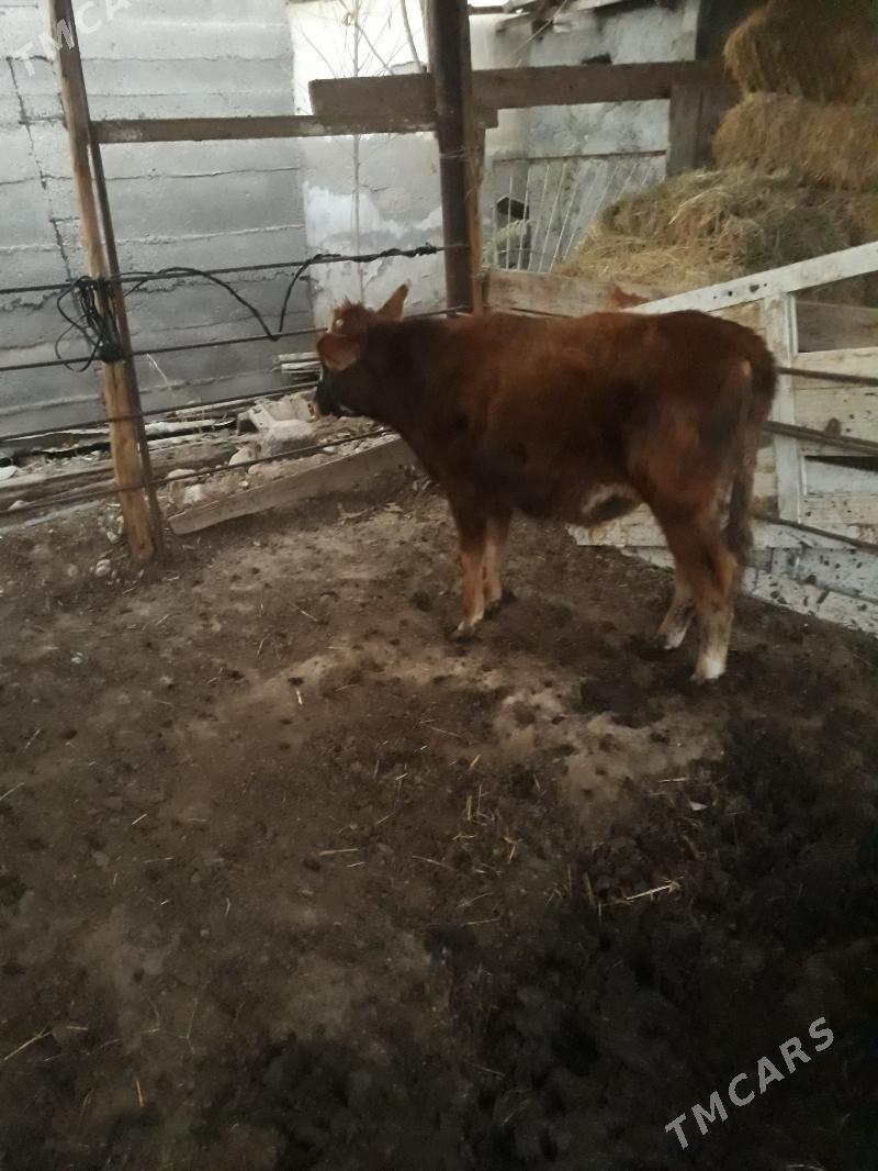 Окуз - Änew - img 1