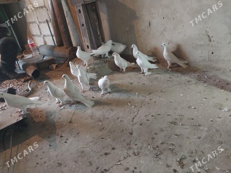 kepderi - Гызыларбат - img 1