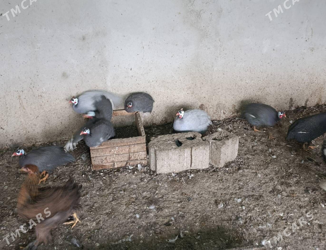 Sisarkalar - Гызыларбат - img 1