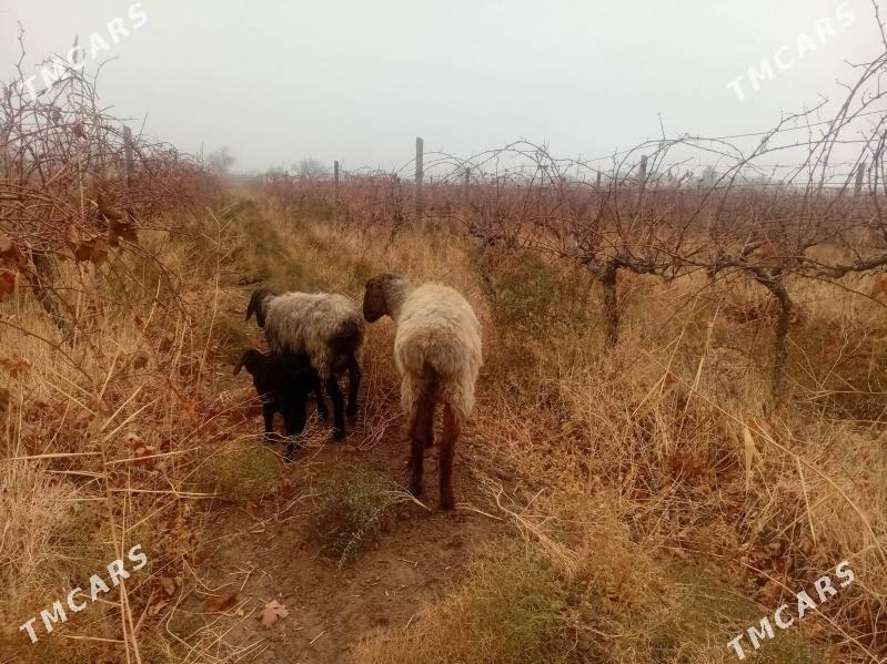 Bogaz goyun - Яшлык - img 1