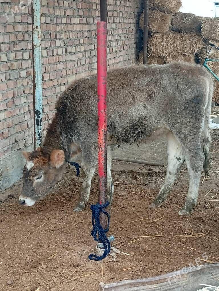 tuwe - Bäherden - img 1