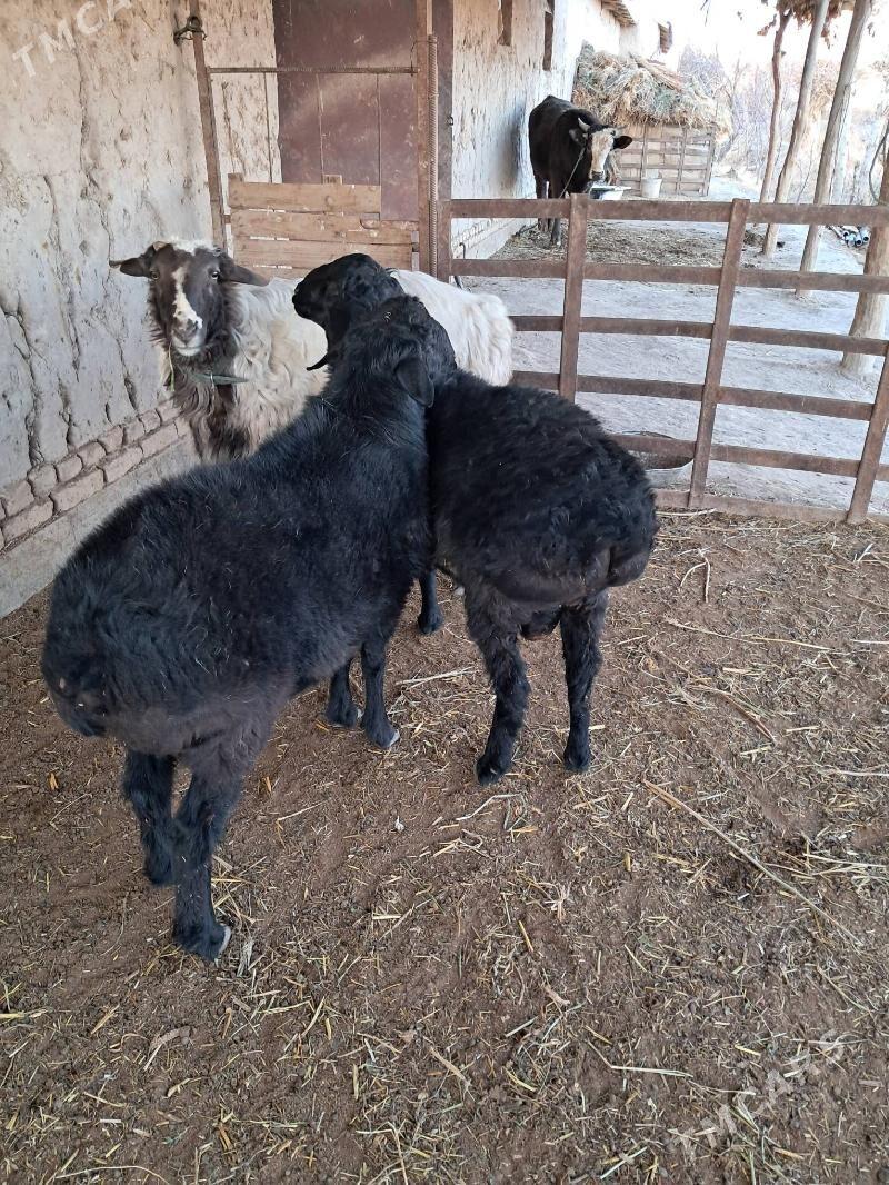 гисар - Шабатский этрап - img 1