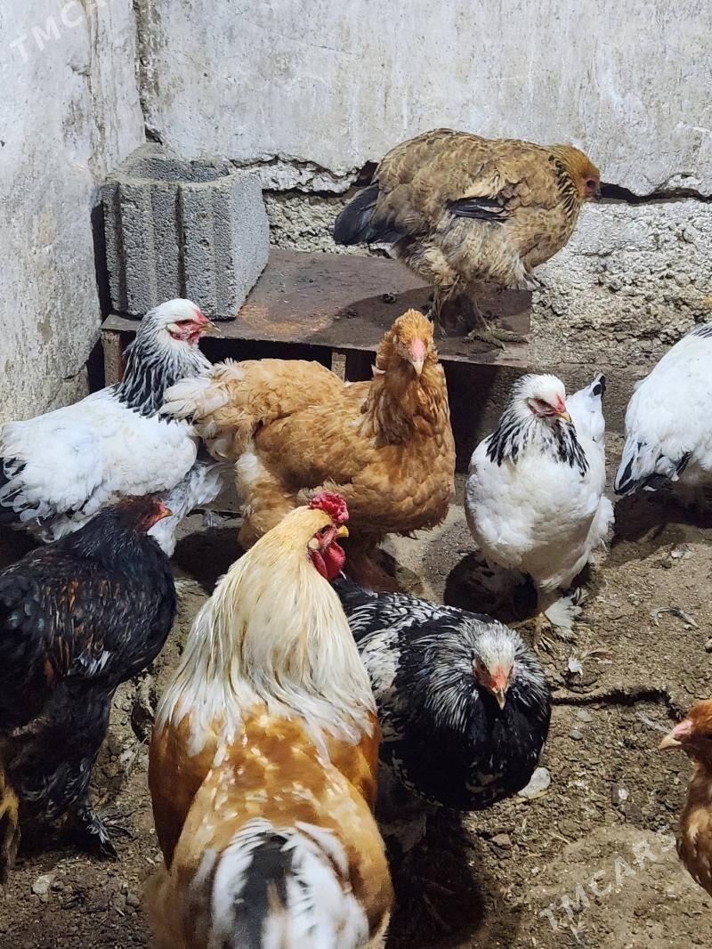 brama - Хитровка - img 1