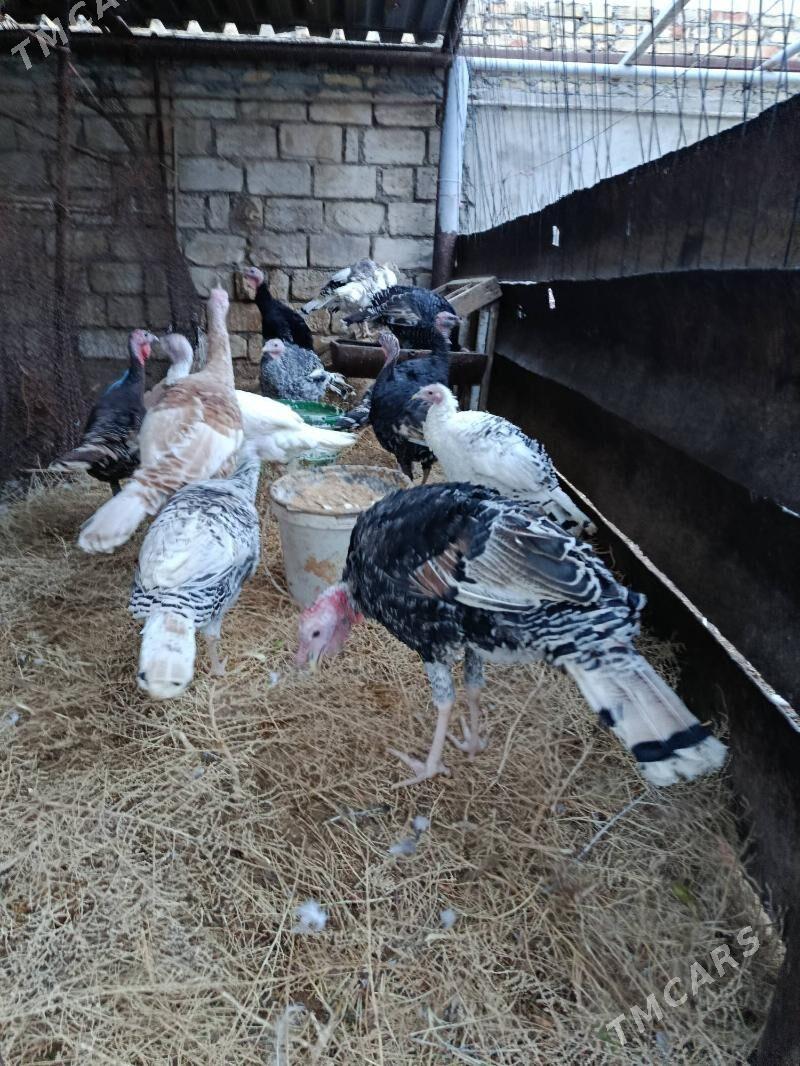 Indýuk - Balkanabat - img 1