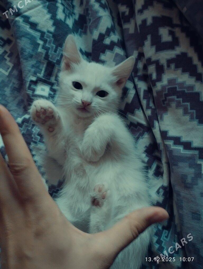 котята - Aşgabat - img 1