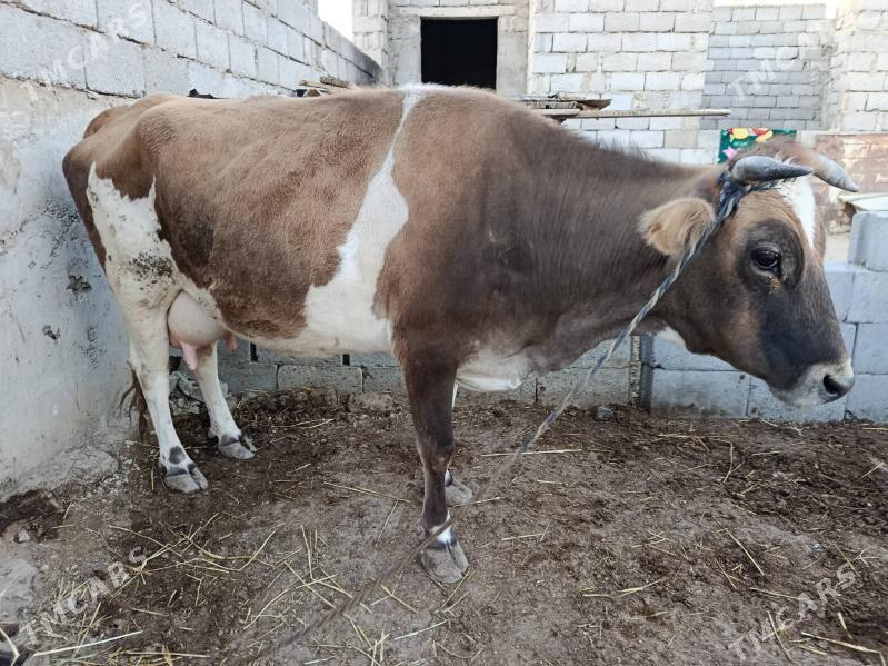 goleli sygyr - Balkanabat - img 1