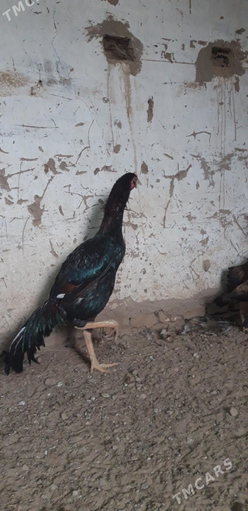 SATLYK TAŞKENT - Wekilbazar - img 1