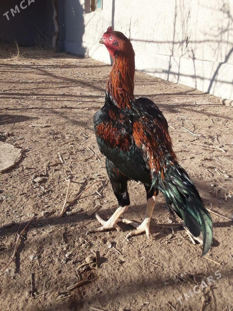 horaz - Gubadag - img 1