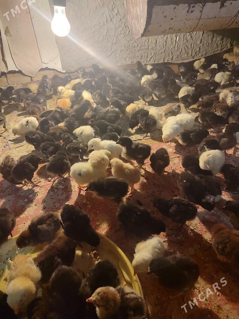 büroler jüyje - Чарджоу - img 1