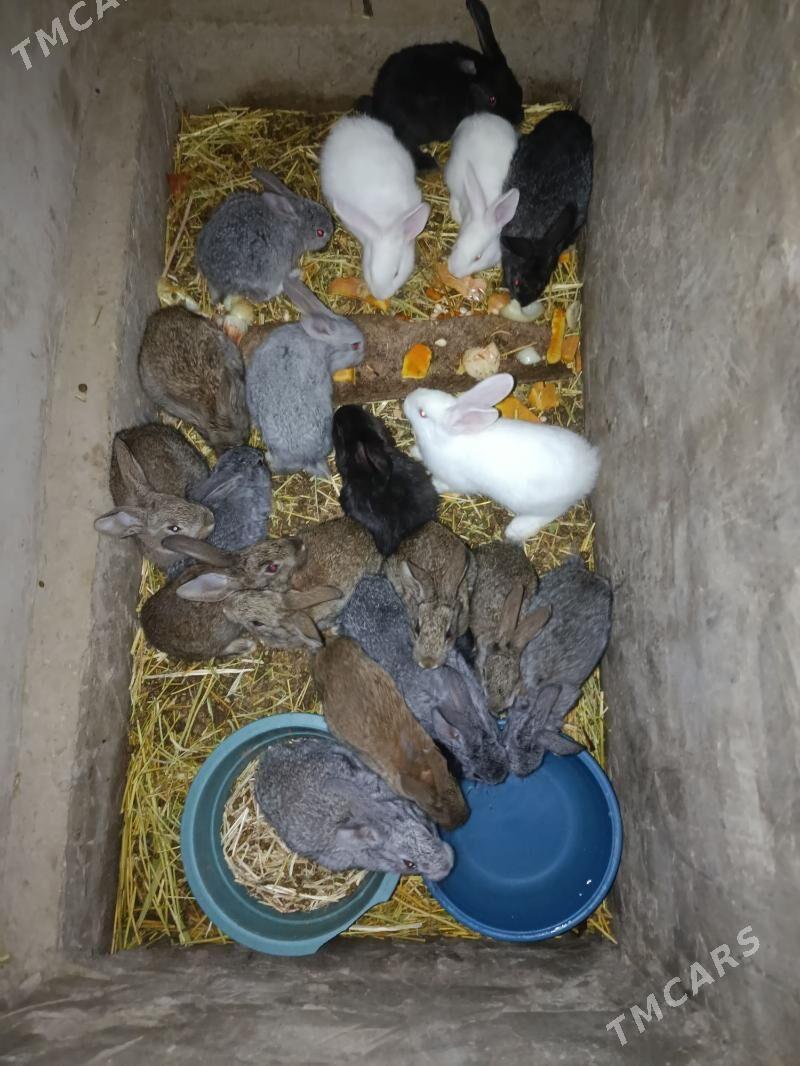 towsan - Мары - img 1