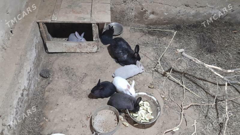 Кролики  - Гызыларбат - img 1