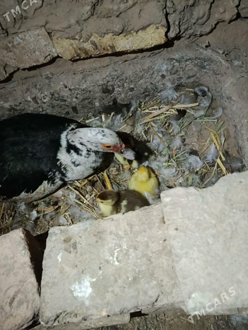 jujeli ordek - Murgap - img 1