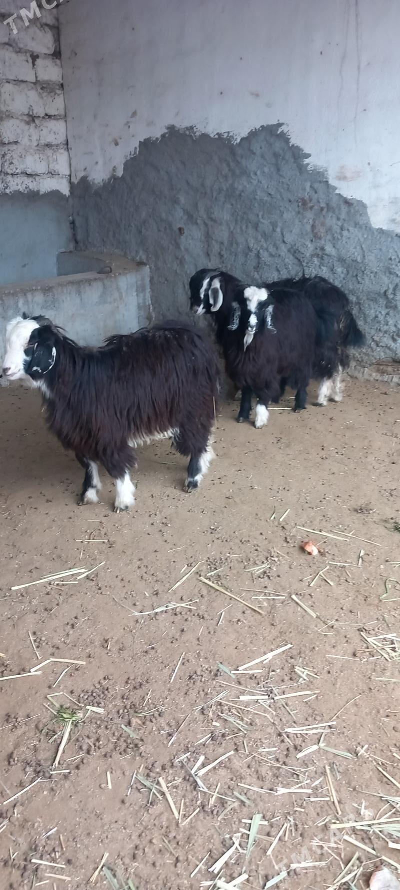 ÇEWIS - Aşgabat - img 1