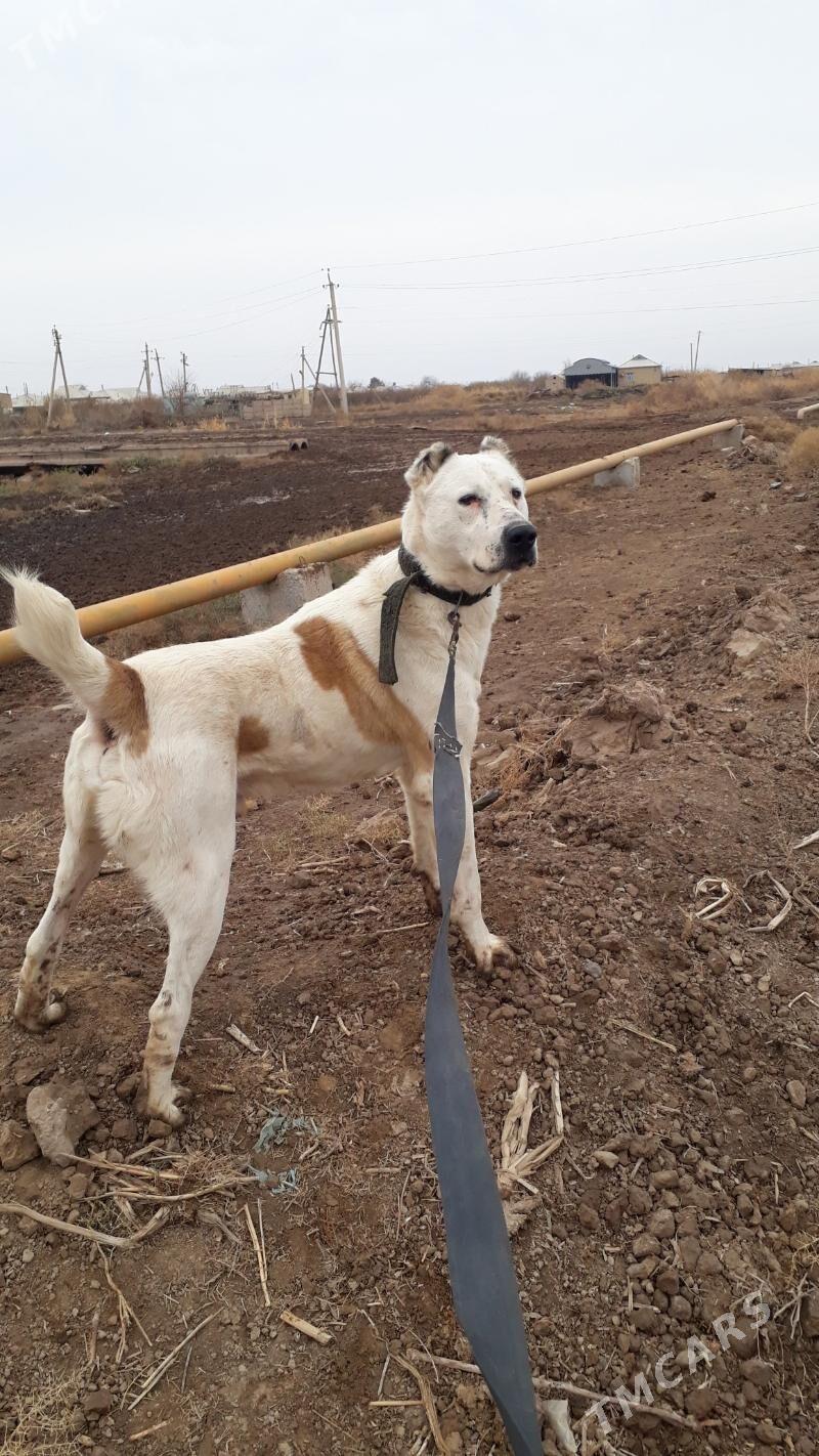 Çakan - Теджен - img 1