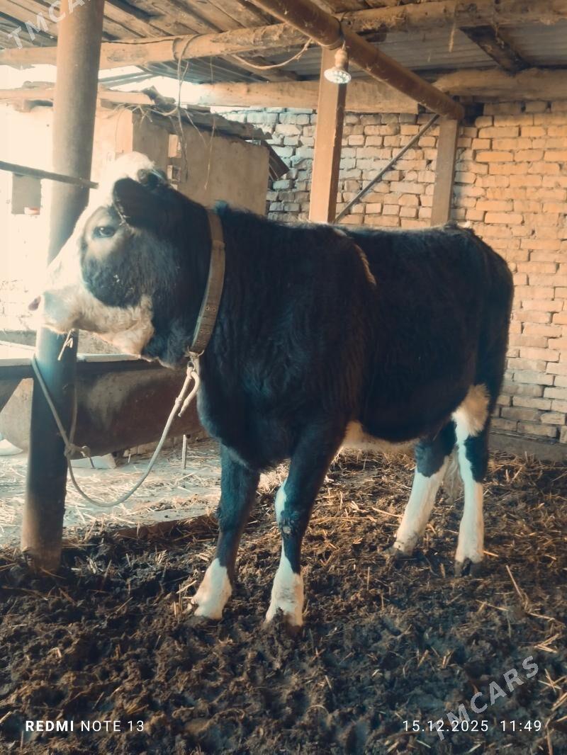 сментал унажин - Türkmenabat - img 1