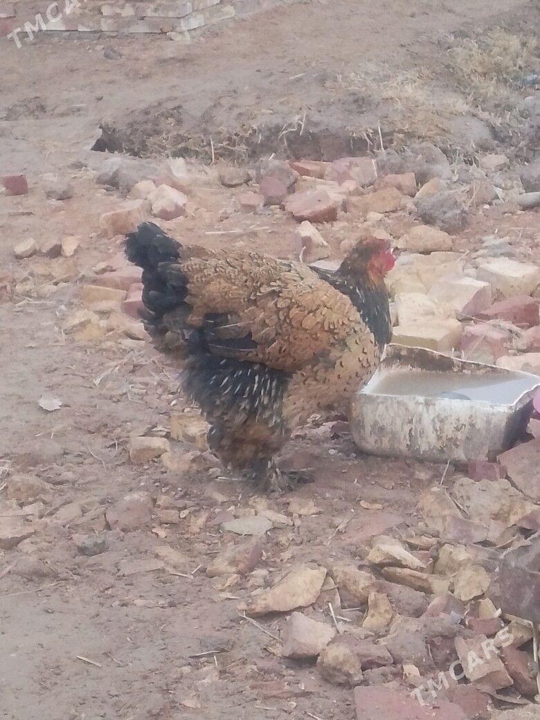 bramo towuk - Бабадайхан - img 1