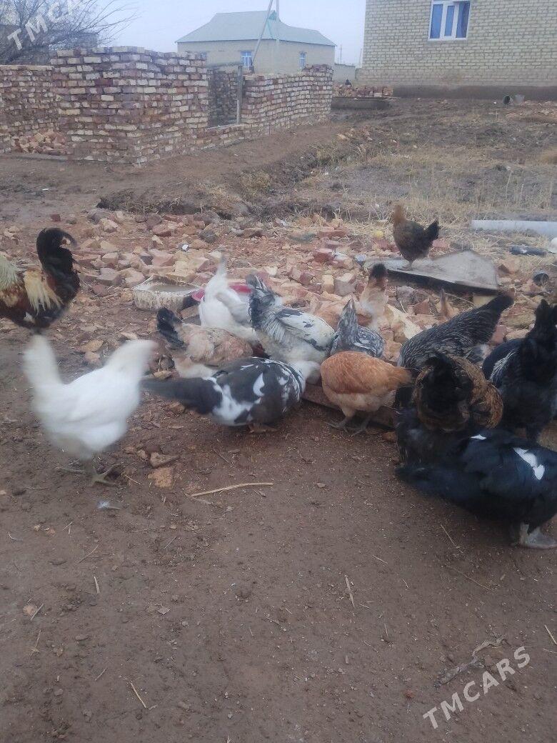 Turkmen towuk - Бабадайхан - img 1