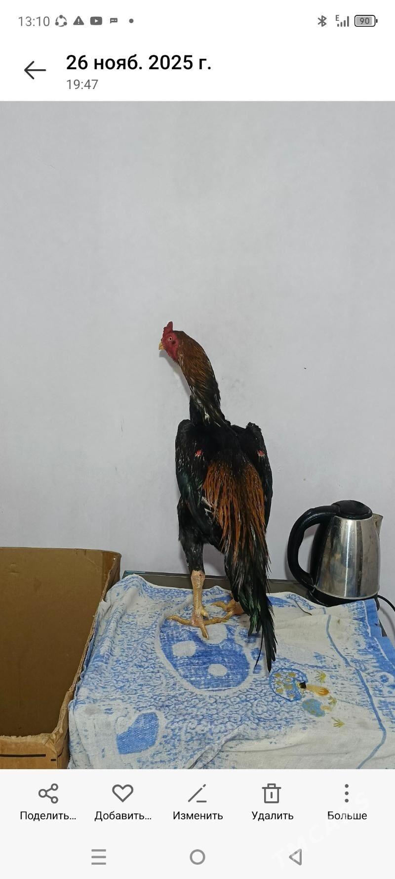 horaz - Kerki - img 1