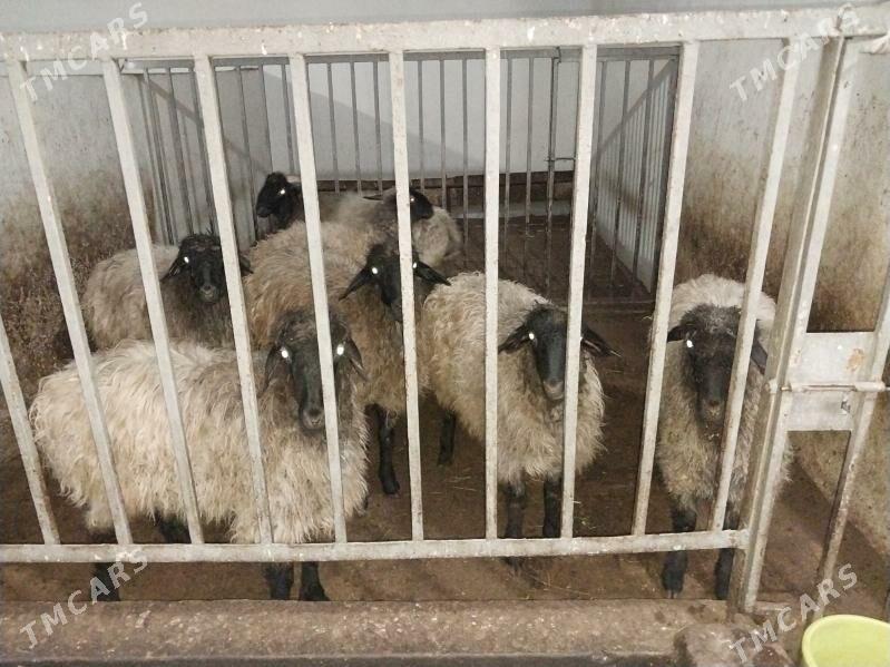 ýaşajyk işşek - Büzmeýin - img 1