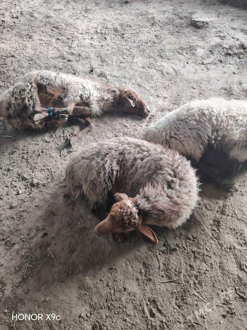 Goyun - Bäherden - img 1