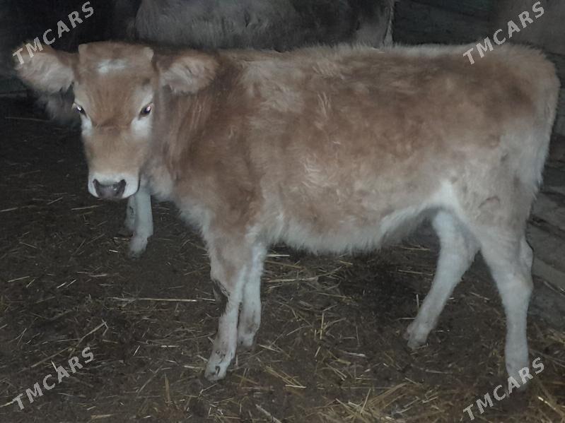 tuwe - Gyzylarbat - img 1