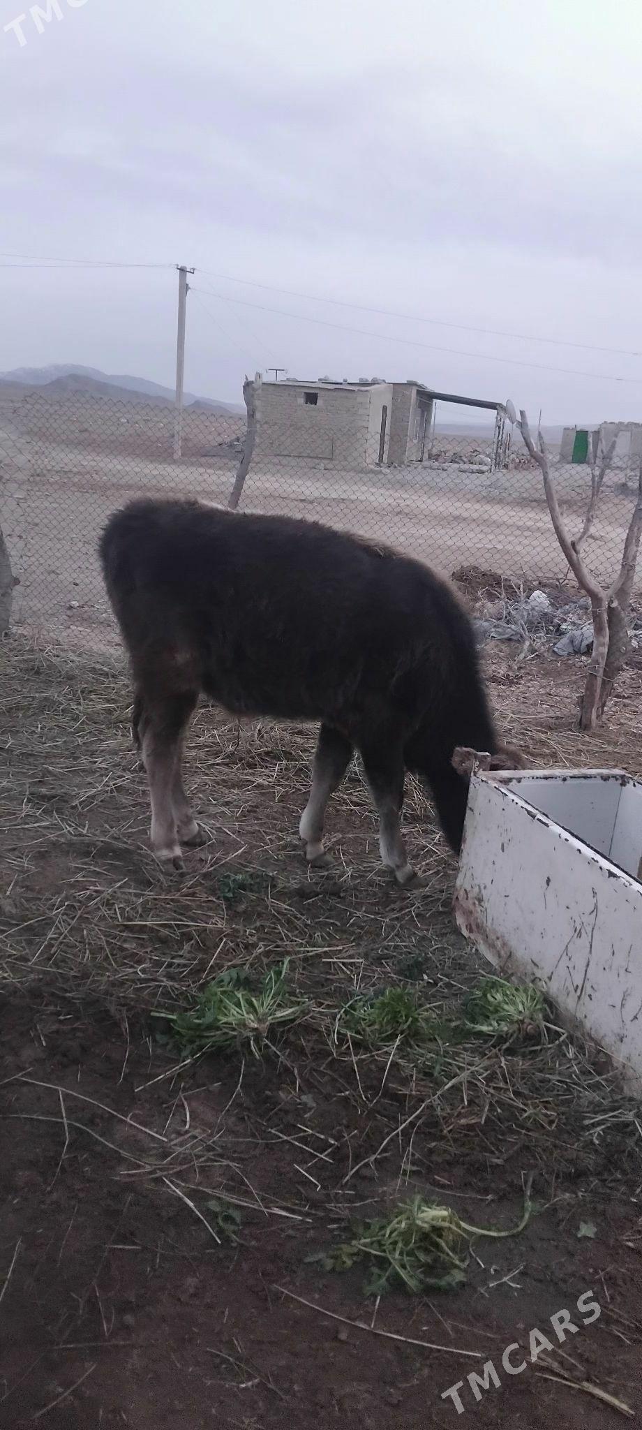 okiz - Gyzylarbat - img 1