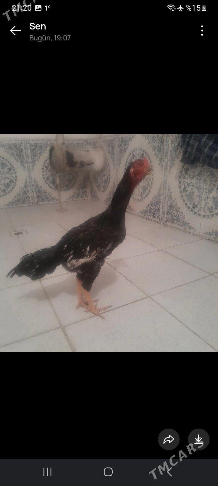 baysowu - Çärjew - img 1