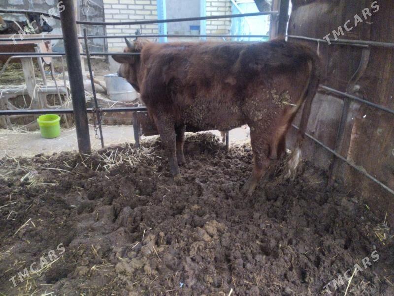 Okuz - Türkmenabat - img 1