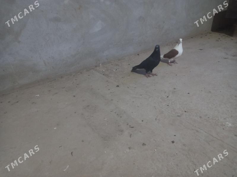 голуби - Türkmenabat - img 1