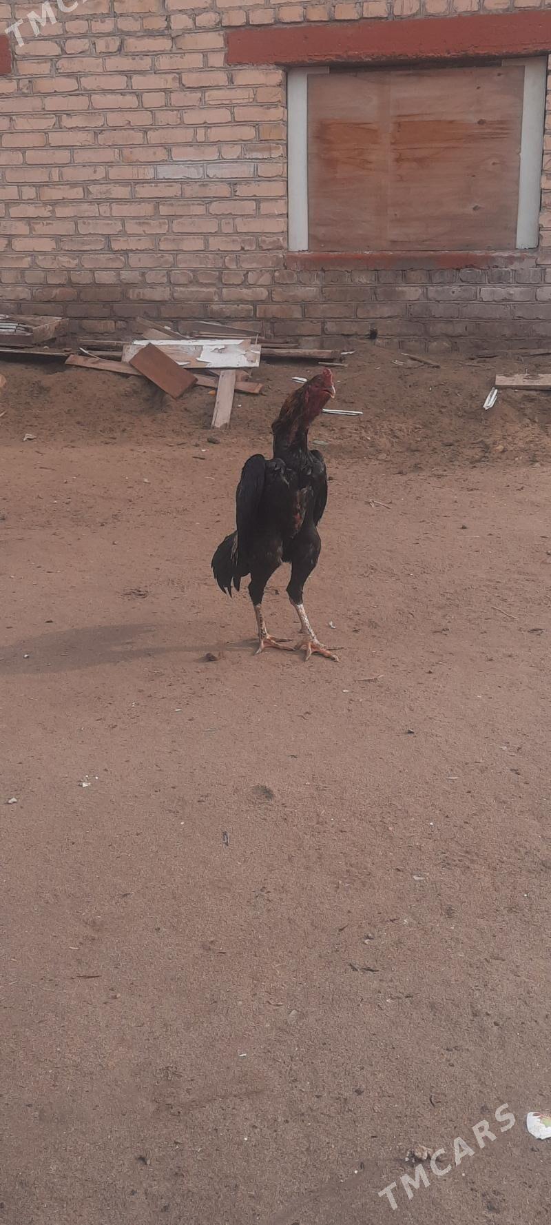 байсовы хораз - Чарджоу - img 1