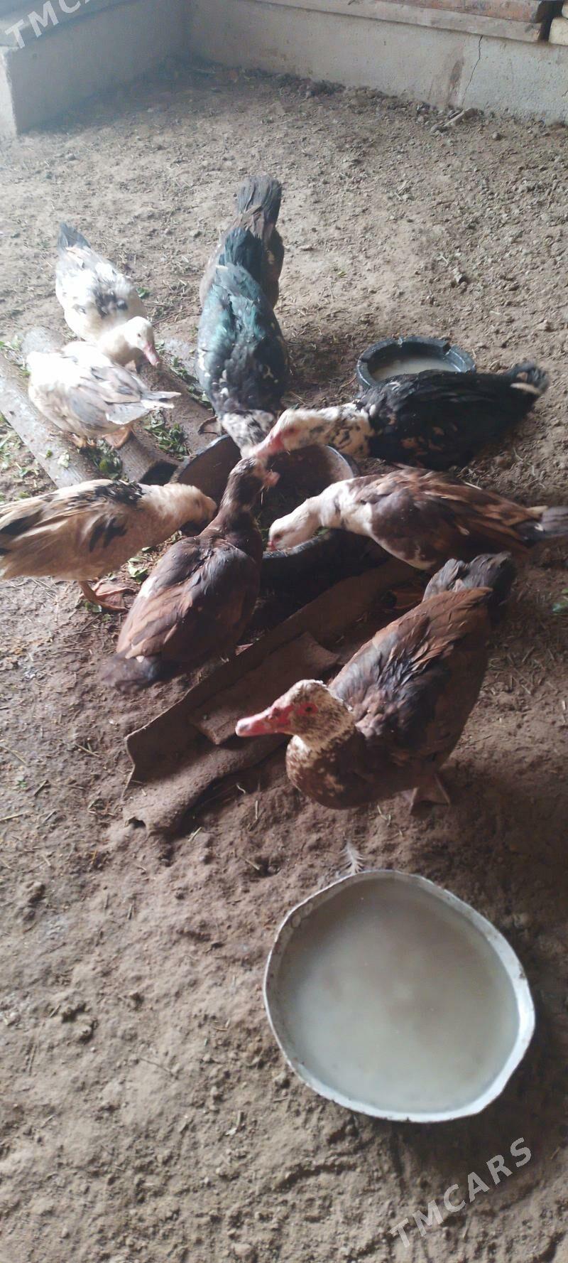 ÖrdeklerSatlyk Ördekle - Sakarçäge - img 1