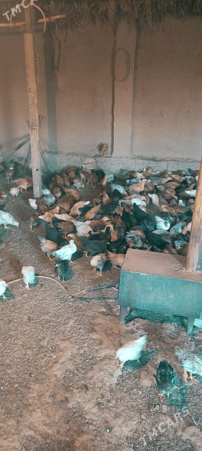 Juyje - Бабадайхан - img 1