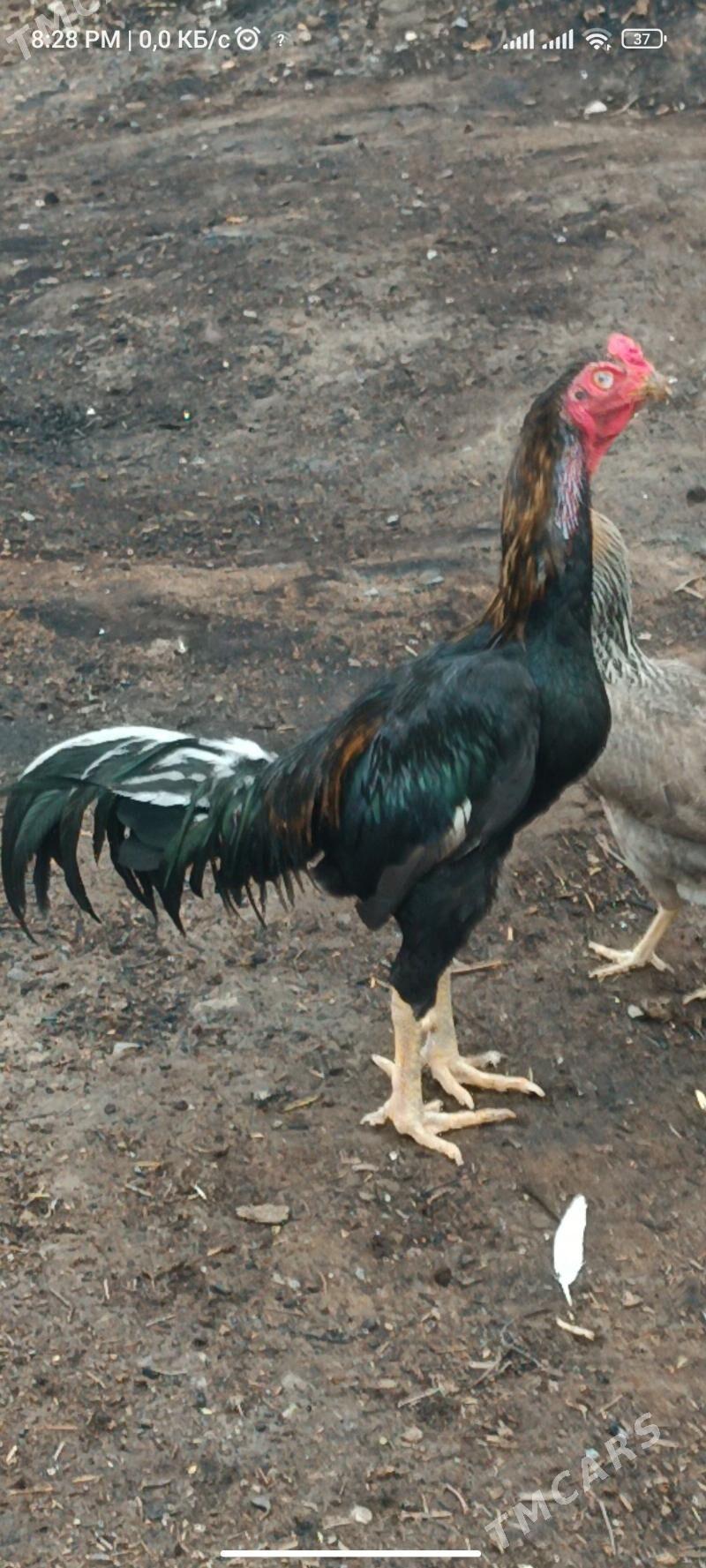 baýes horaz - Теджен - img 1