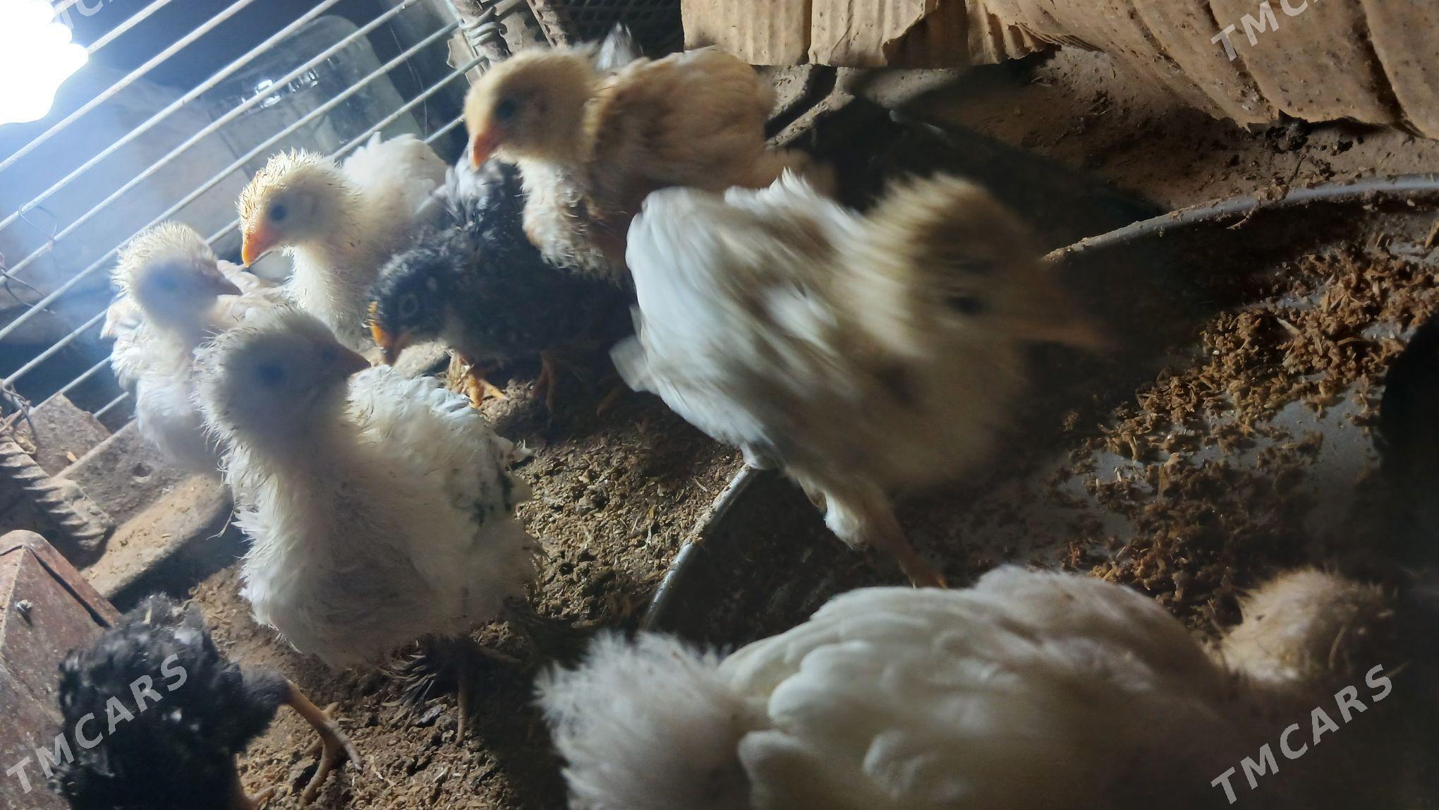 paroda juyje - Гызыларбат - img 1