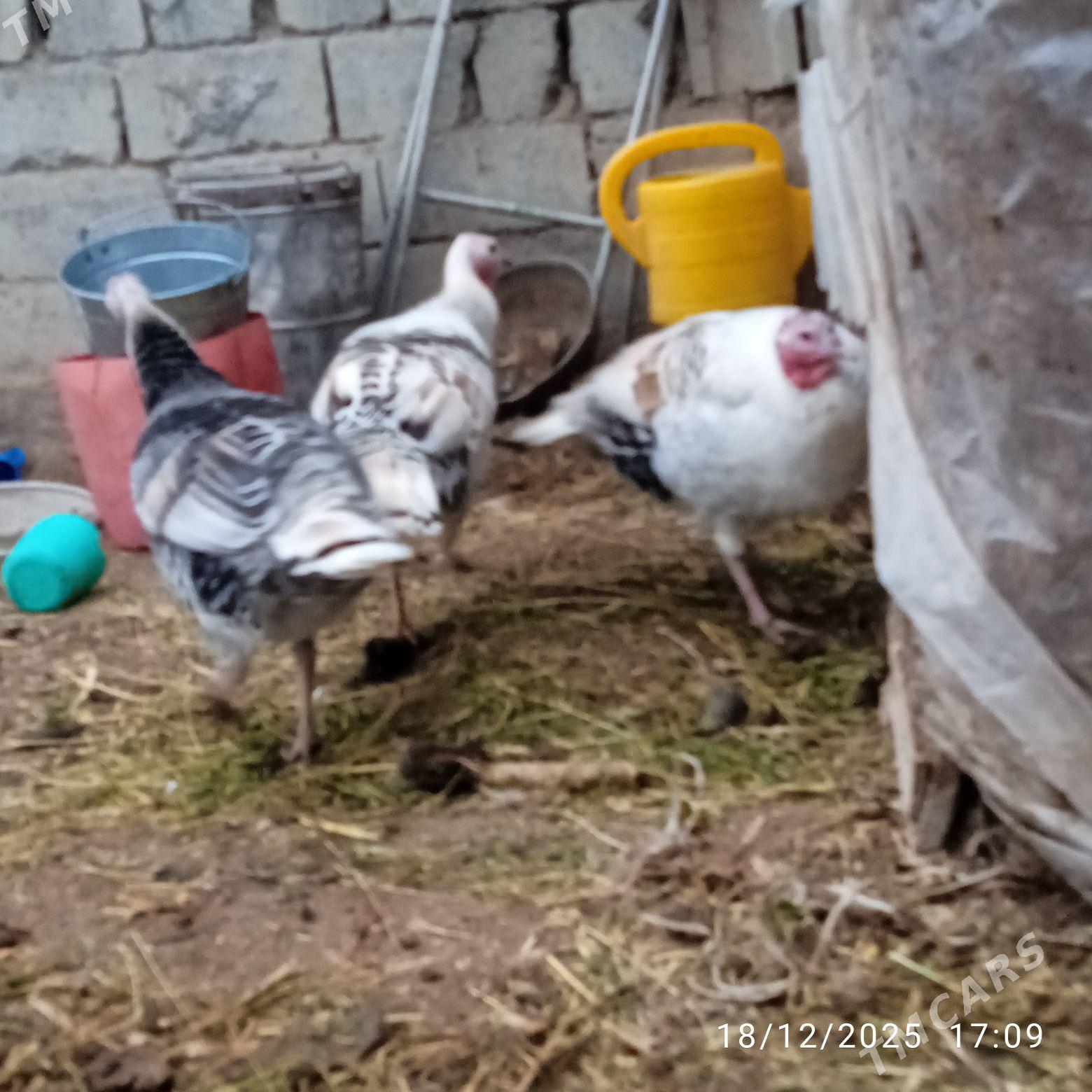 ene induk - Aşgabat - img 1