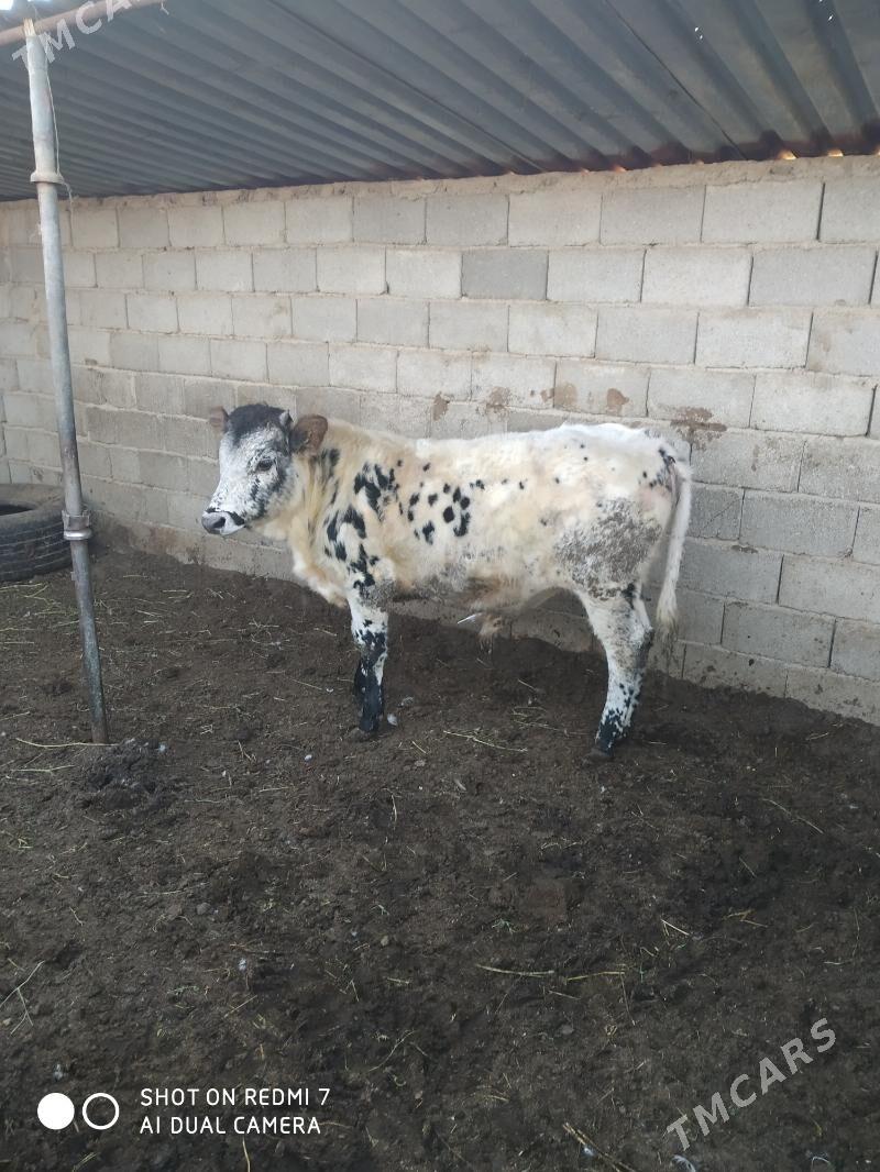 öküzçe - Türkmenbaşy - img 1