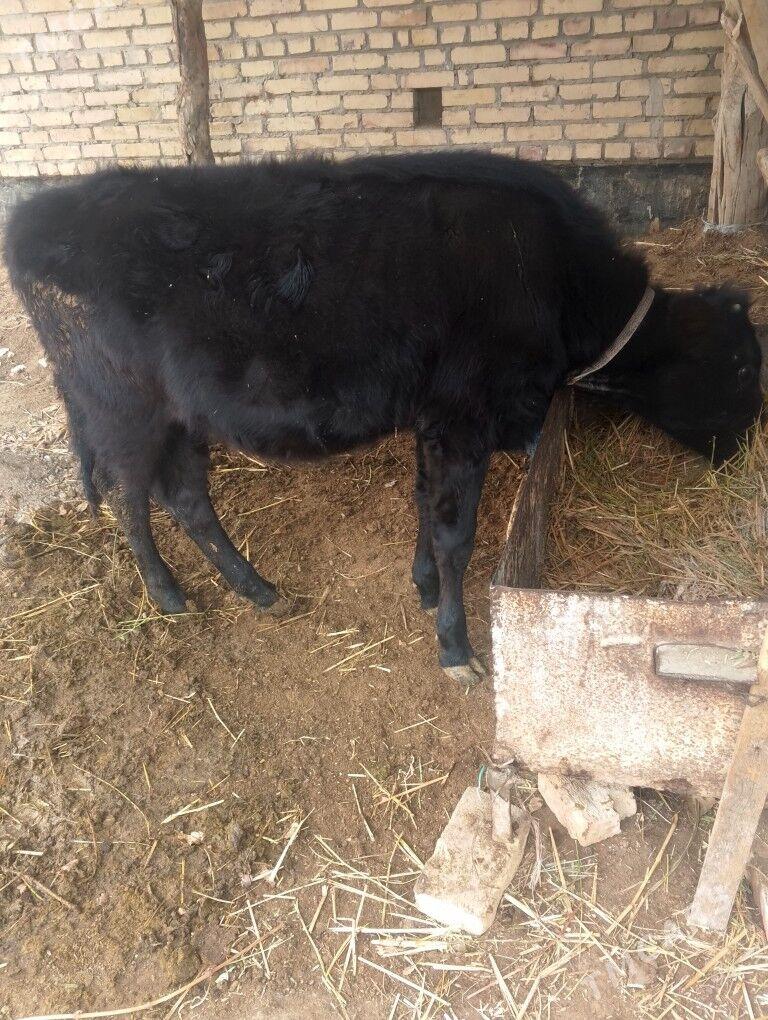 unajin - Dänew - img 1